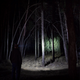 Hardkorr 145 lumen headtorch casting a white beam onto trees and the forest floor at night.